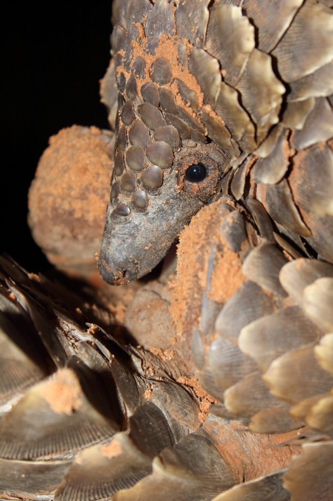 Close up image of a ground pangolin (c) African Pangolin Working Group