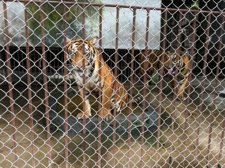 Special briefing: As China reviews wildlife law, we call for an end to its leopard bone trade