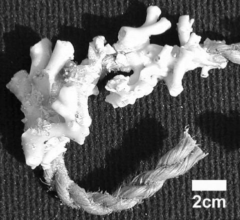 Coral growing around plastic rope, Rockall Trough (c) J Murray Roberts