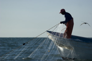 Gillnets are the primary cause of Vaquita mortality in the upper gulf of california, Mexico.