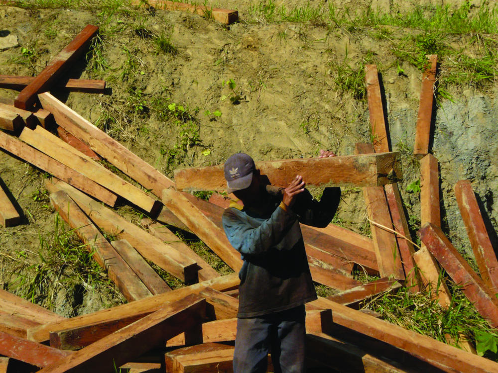 Illegal loggers Collect Fresh Merbau Flitches For Delivery to A Sawmill Near Jayapura_Sep 2019