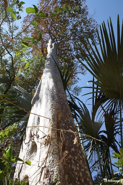 Laos forest