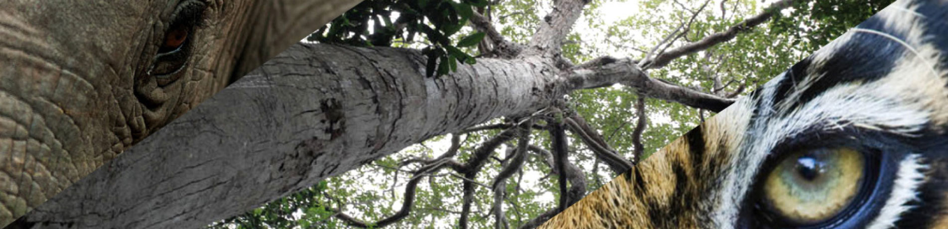 Multi-image of an elephant, a tree and a tiger