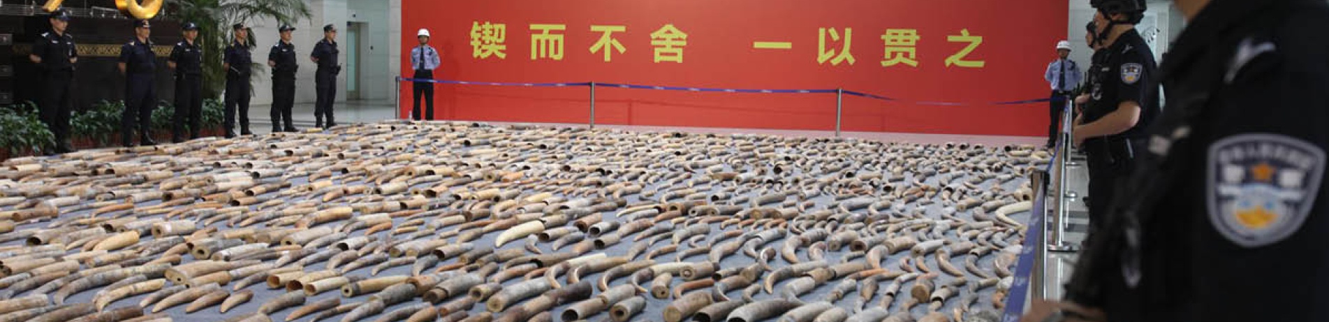 Seized ivory on display in China by China Customs