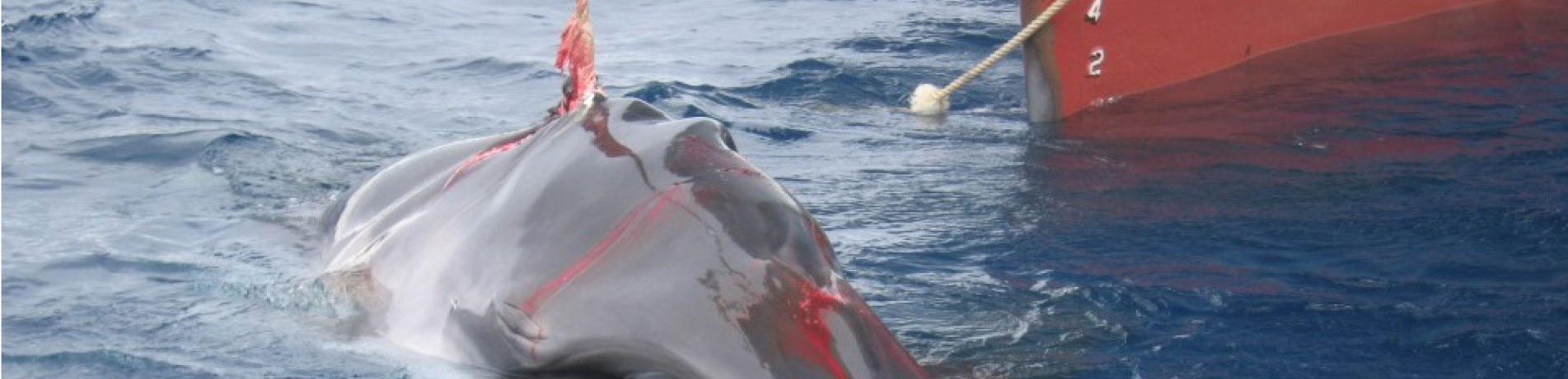 Minke whale caught by the Japanese whaling fleet