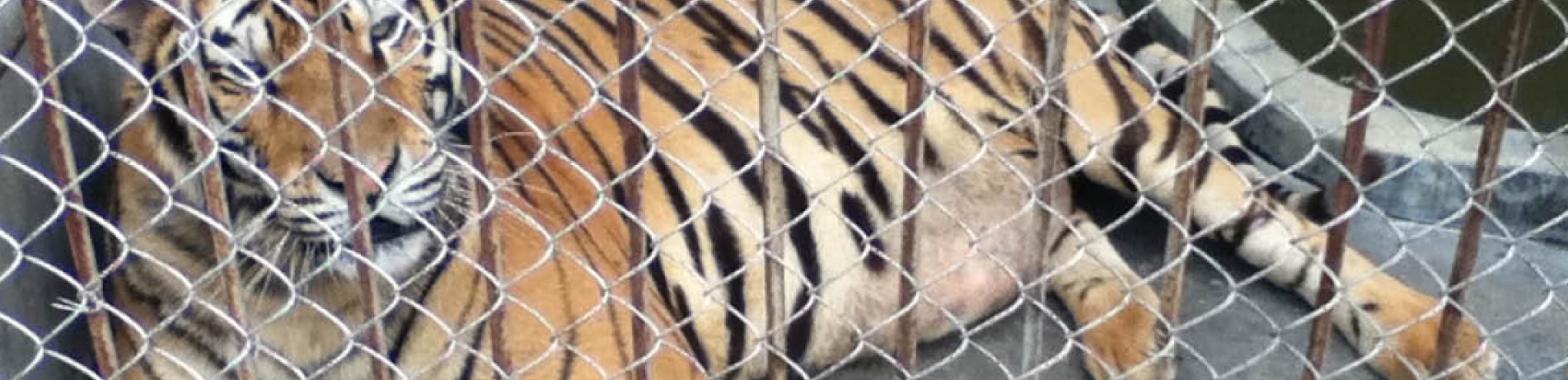 Captive tiger behind fence, China