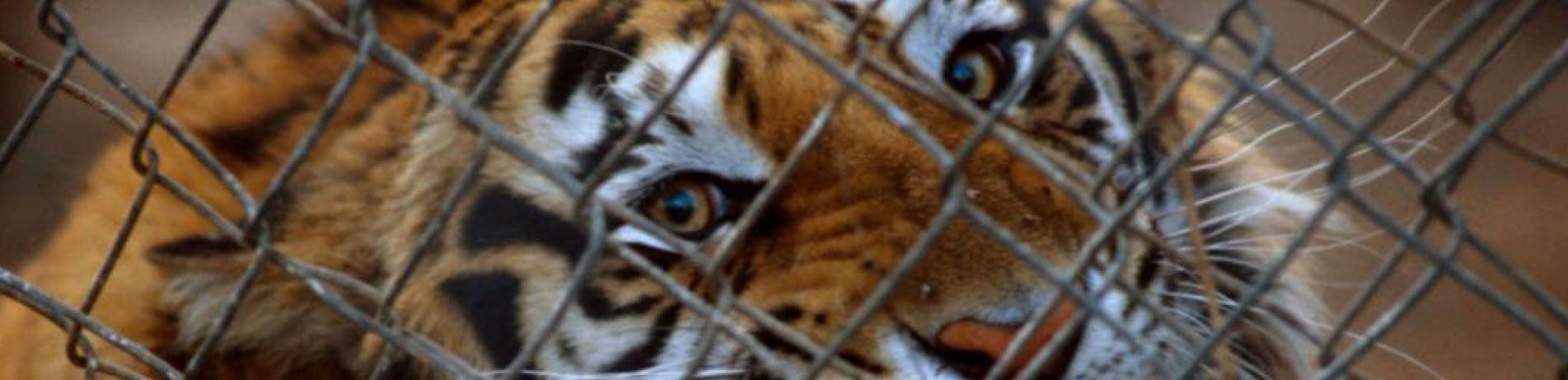 Captive tiger behind fence, China