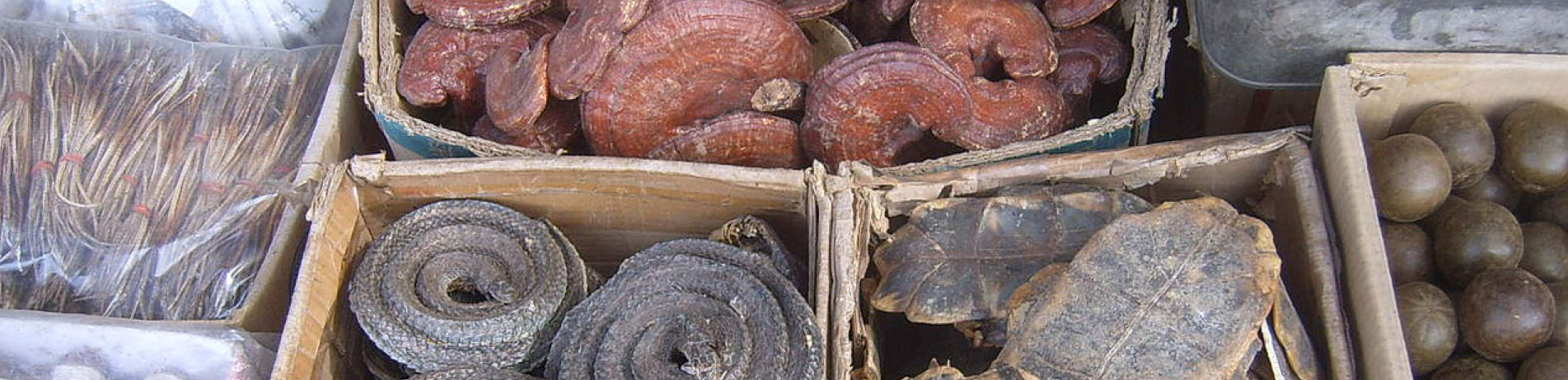 Dried plants and animals in boxes