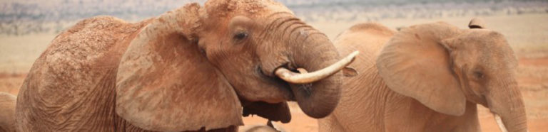 Calls for EU to close ivory market