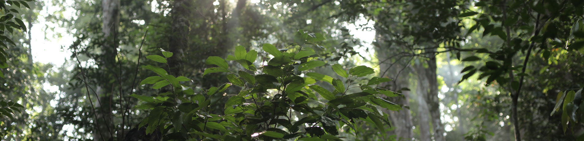 Forest greenery