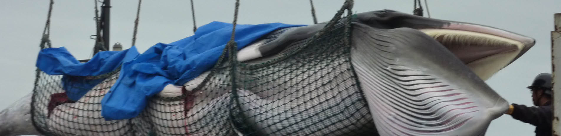 Minke whale being landed in Japan