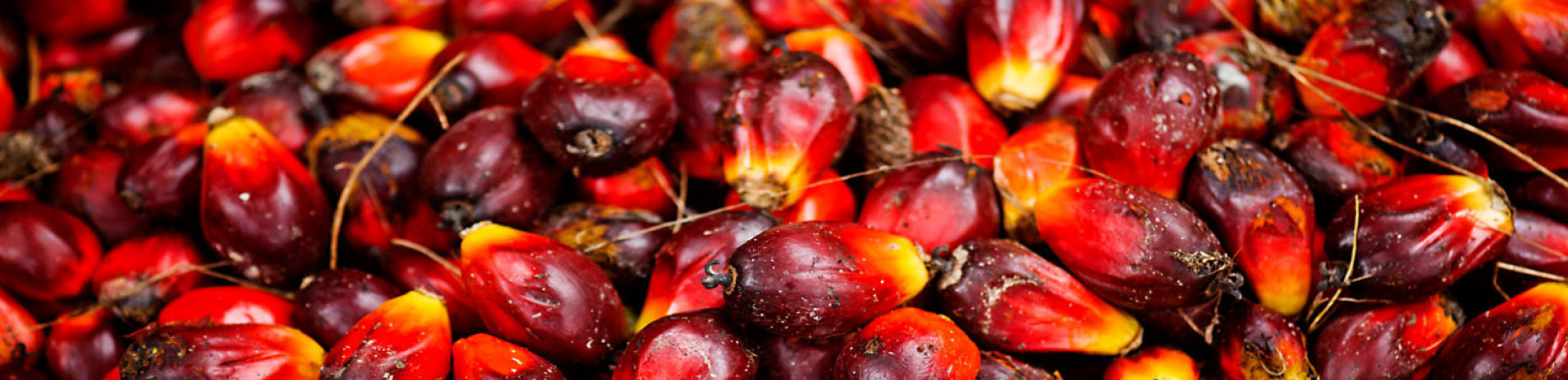 Oil palm fruits