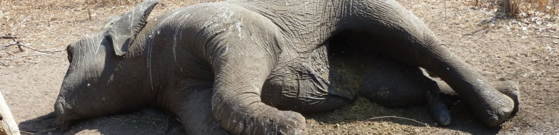 Poached elephant carcass