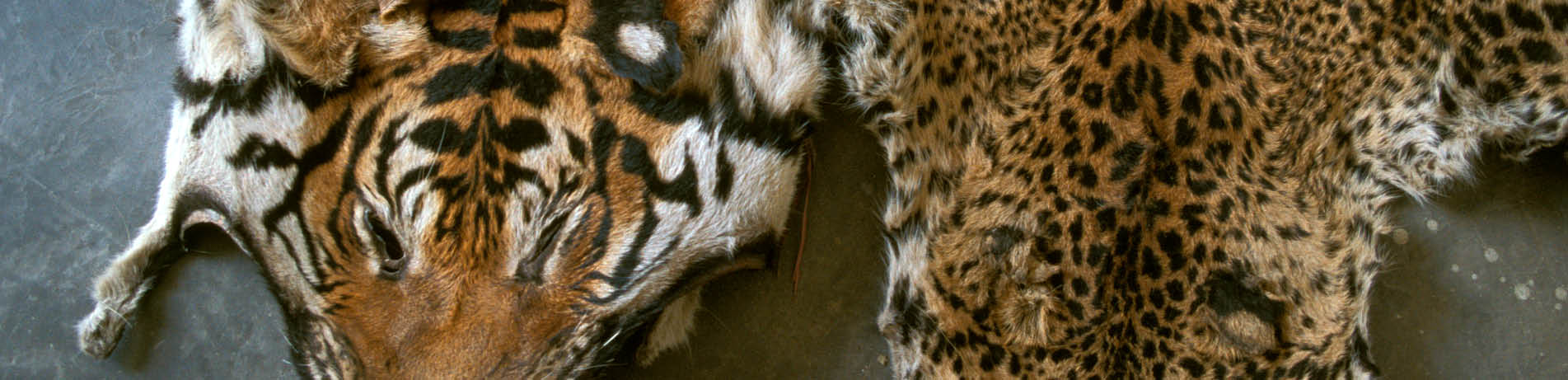 Tiger and leopard skins, Nepal