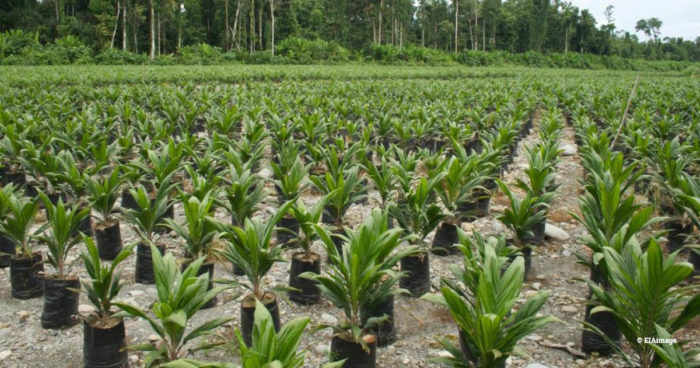 Oil palm plantation on deforested land in Papua, Indonesia (c) EIAimage