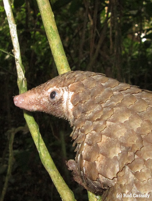 Pangolin, Rod Cassidy