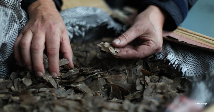 Hands sifting through a large sack of Pangolin scales