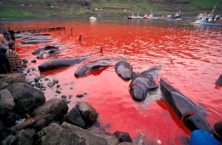 Dead Pilot Whales