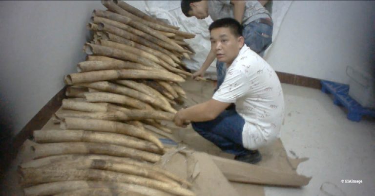 EIA podcast – why it’s vital to go after the huge profits of illegal wildlife trade