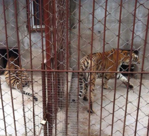 The trade in the skins of captive bred tigers in China perpetuates demand