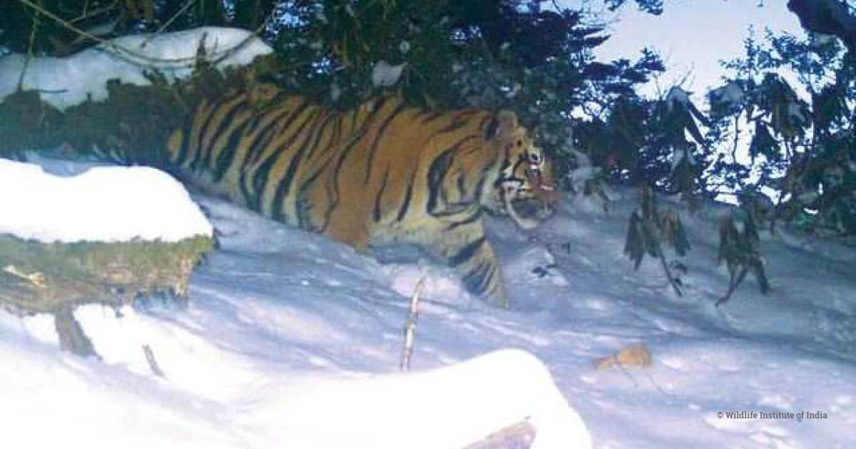 Tiger in snow, Dibang Valley, India