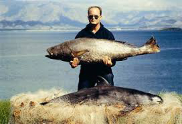 Vaquita and totoaba (c) NOAA Fisheries