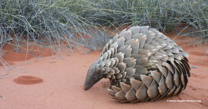 africa pangolin