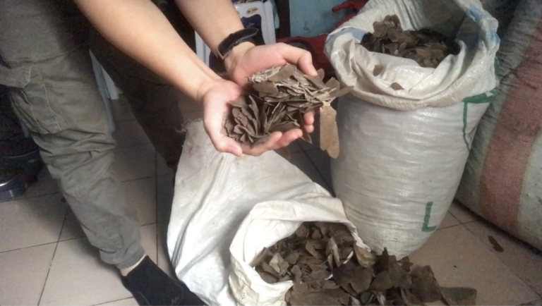 ‘We need to teach people about pangolins’ — lessons to learn from a study into live pangolin trade