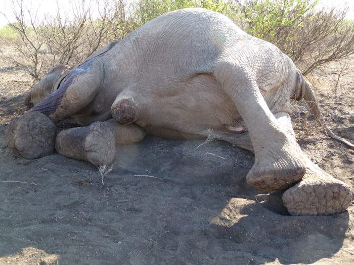 Elephant Hope poached in Kenya