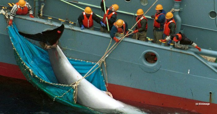 A dead minke whale being taken onto a Japanese boat