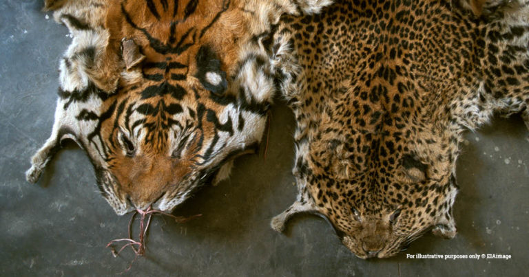 China’s revised wildlife law is a grave missed opportunity for threatened wildlife