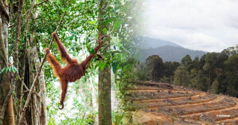 RSPO gives commitment to investigate palm oil ‘sustainability con’ allegations