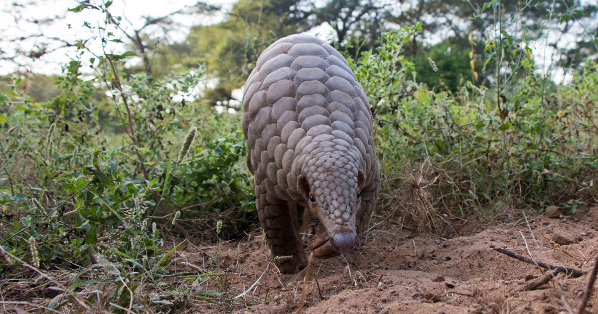 pangolin