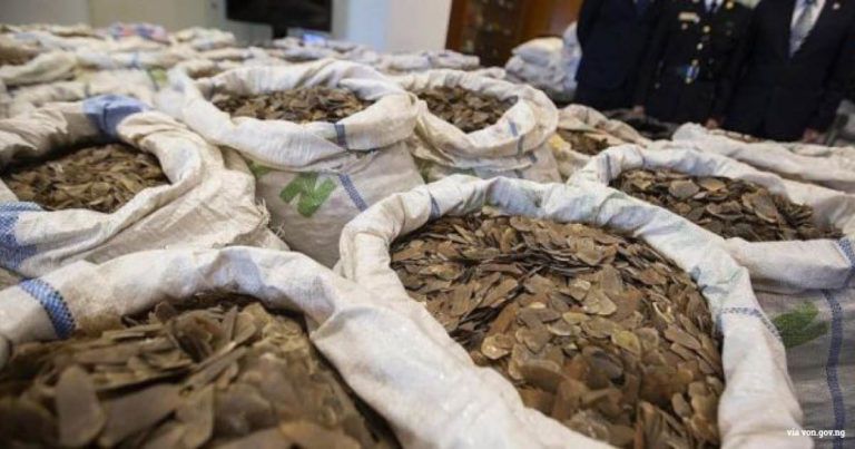 EIA podcast – why West and Central Africa is a hotspot for ivory and pangolin trafficking