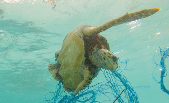 Turtle caught in fishing net