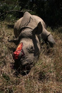 Rhino killed by poachers for its horn (c) Environmental Investigation Agency