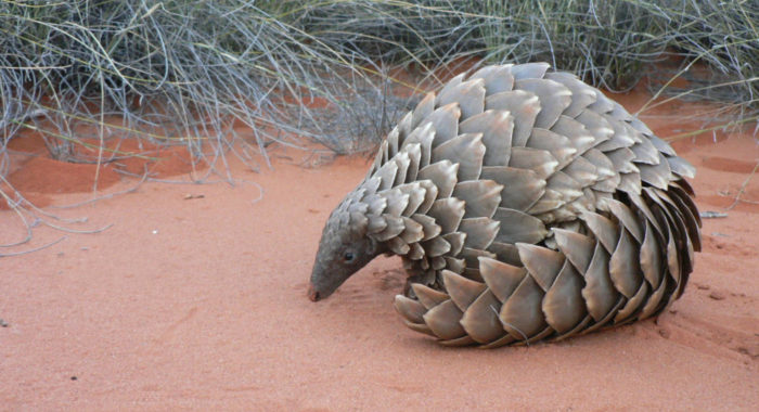 Pangolin